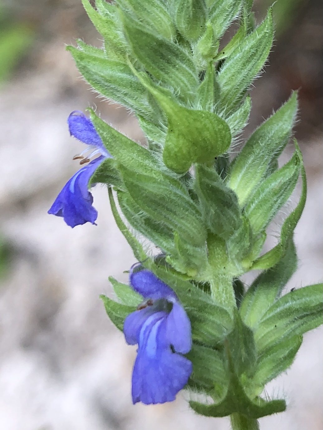 Salvia hispanica